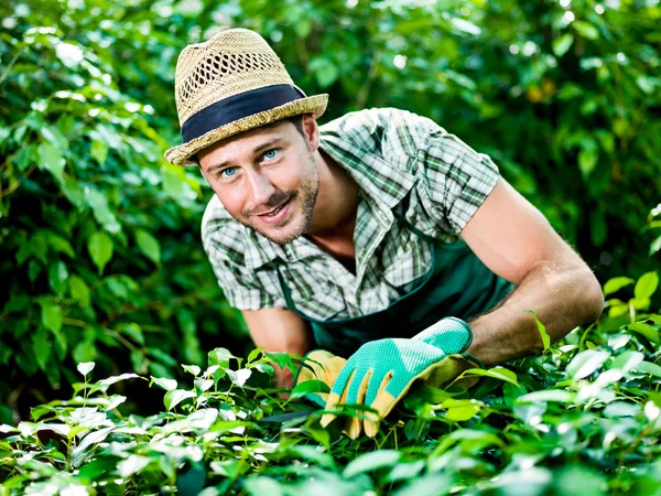 Farmer cuts with passion his greenhouse plants