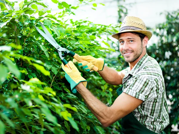 Happy farmer pruning plants in a greenhouse