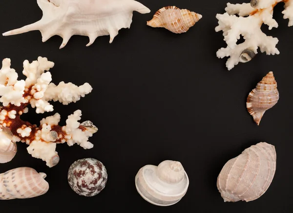 Sea shells and corals frame on on a black background
