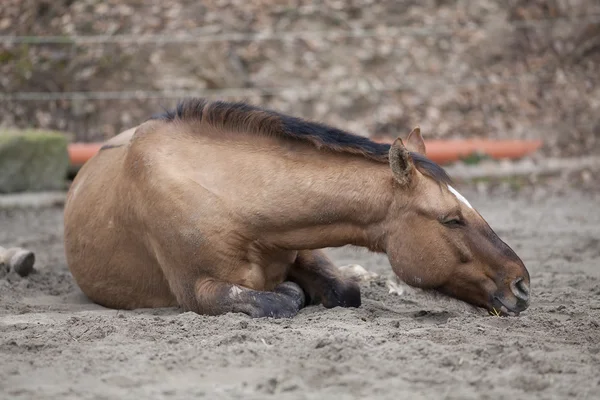 Horse with colic lay down and sleep outside