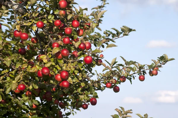Apple tree with ripe fruits