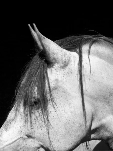Horses face close up on black background