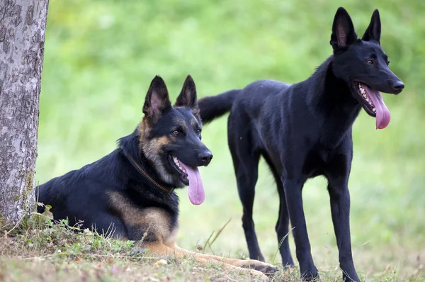 Two happy dog friends outside