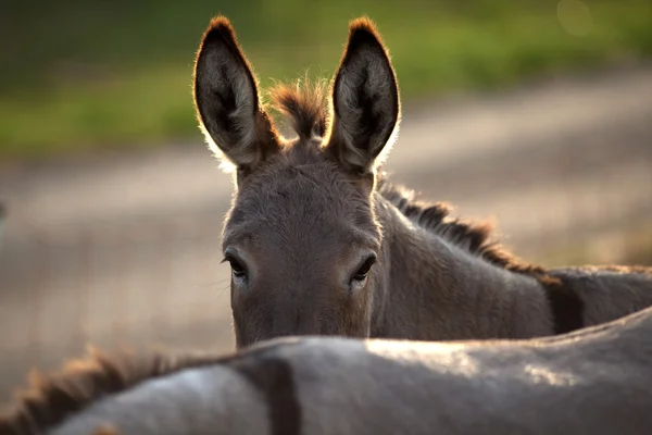 Funny donkey hide behind his friend