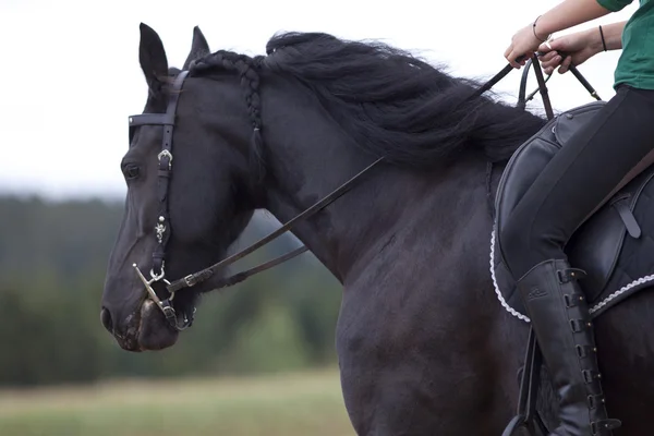 Horse riding outside with black frisian in summer