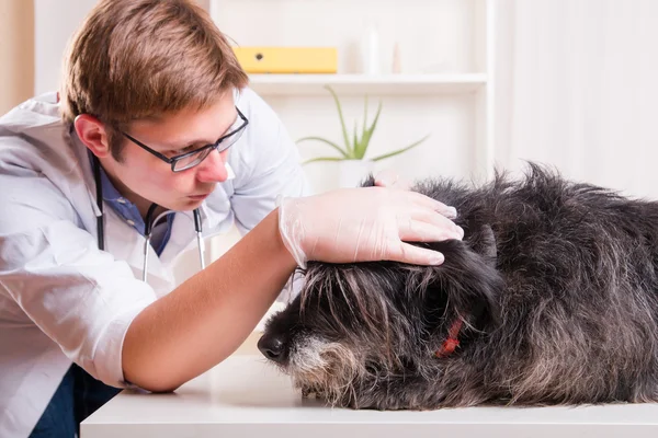 Vet examines the dog\'s ears in the office