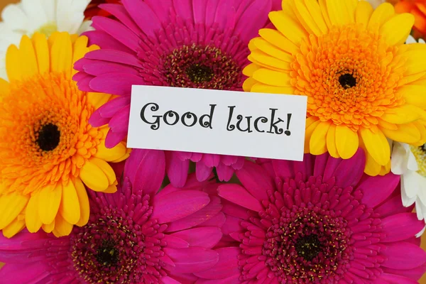 Good luck card with colorful gerberas