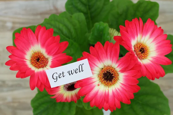 Get well card with red gerbera daisies