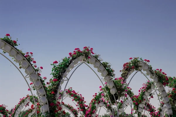 April 2015. Park alley with many flowers . Dubai Miracle Garden in the UAE.