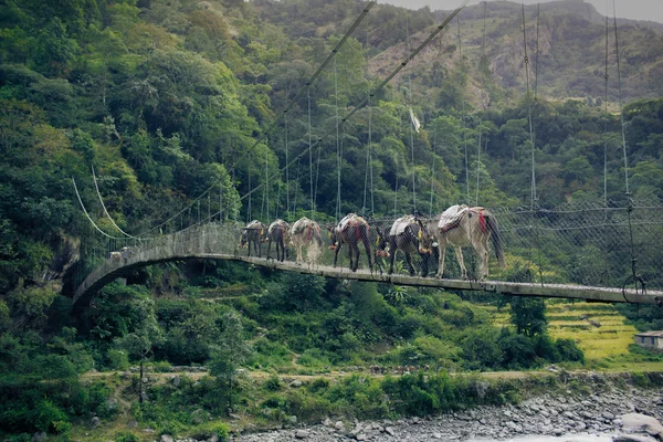 Mountain track round Annapurna in Nepal. Donkey caravan on the suspension bridge