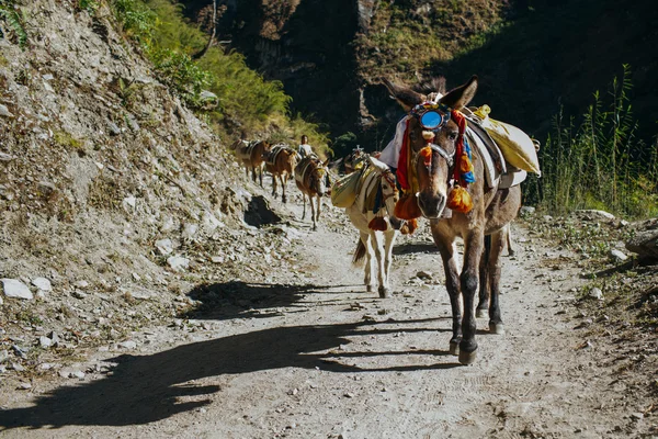Mountain track round Annapurna in Nepal. Donkey caravan on the mountain road