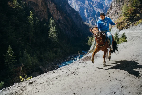CIRCA, NEPAL, - 09 NOVEMBER 2012 - Annapurna trekking path. Man ride on the hors through the mountain path
