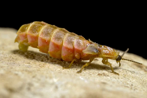 Female glow-worm