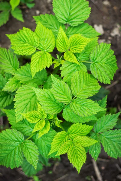 Raspberry bush with leaves