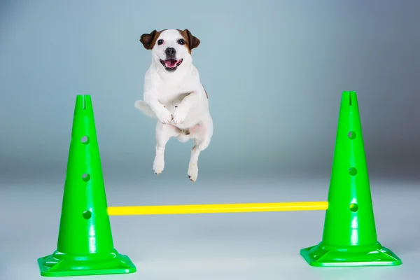 Small Jack Russell Terrier jumping high