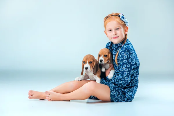 The happy girl and two beagle puppie on gray background