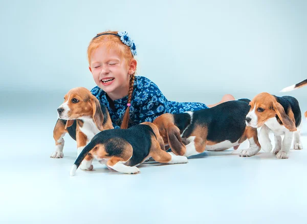 The happy girl and beagle puppies on gray background
