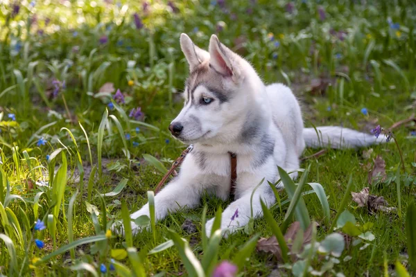 Portrait of puppy Siberian Husky