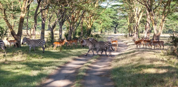 Antelopes and zebras on a background of road