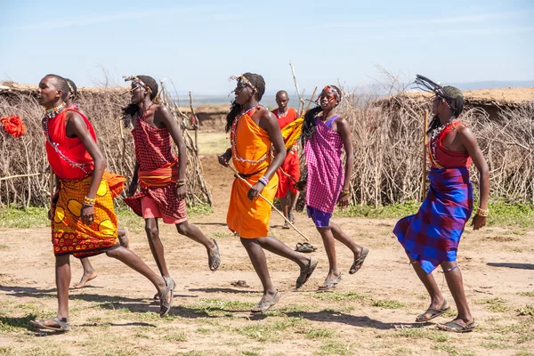 MASAI MARA,KENYA, AFRICA- FEB 12 Masai warriors dancing traditional jumps as cultural ceremony,review of daily life of local people,near to Masai Mara National Park Reserve, Feb 12, 2010