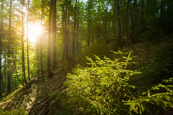 Beautiful pine trees on  mountains