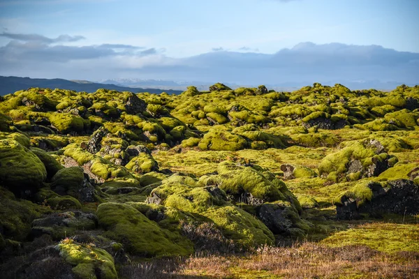 Moss cover on volcanic landscape of Iceland