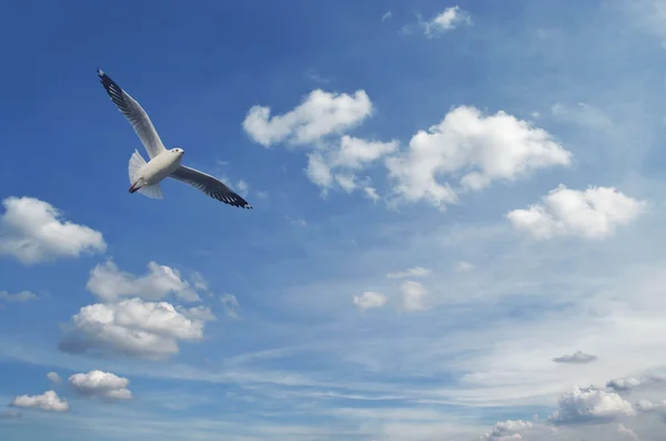 Seagull flying in the blue blue sky with white clouds, Freedom c