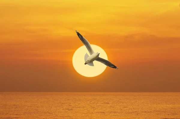 Seagull flying in the sunset above the sea, Freedom concept