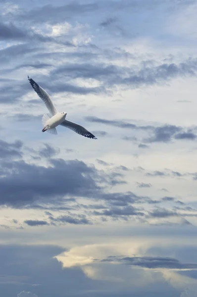 Seagull flying in sunset sky with clouds, Freedom concept