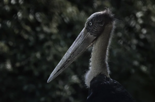 Portrait of lesser adjutant stork in the forest, Mysterious conc