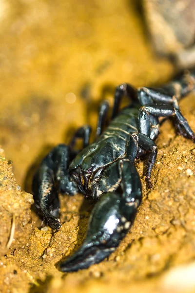 Scorpion Pandinus imperator on nature background