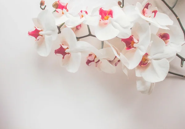 White orchid on white background