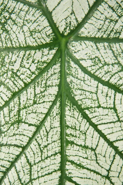 Green and white texture