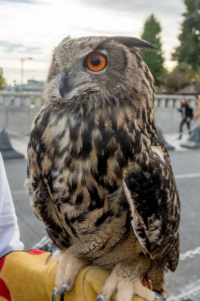 Owl with orange eye in the city.