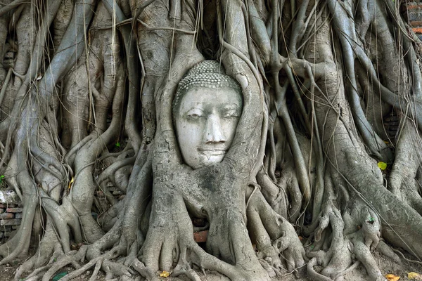 The head of Buddha in tree roots