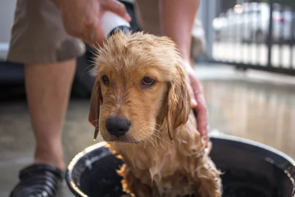 Golden retriever gets a bath