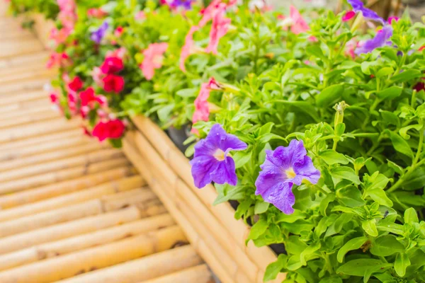 Flowers on sidewalk.