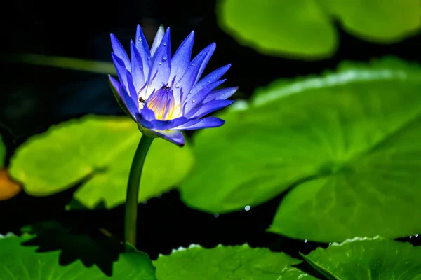 Purple lotus