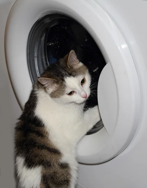 The cat looks in a washing machine window