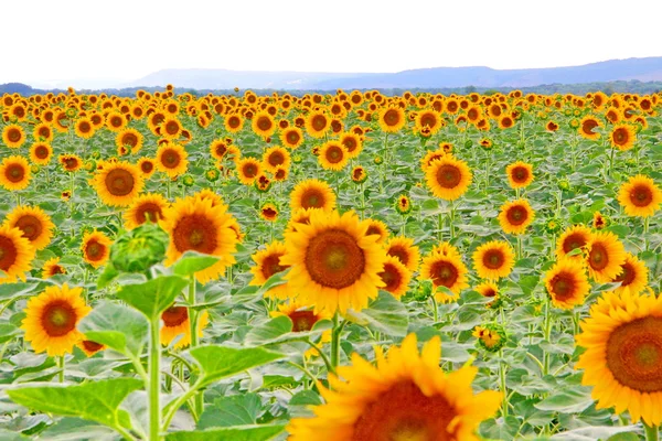 Field of sunflowers - beautiful flowers. Field of sunflowers in summer, sunflowers landscape, sunflowers field, agriculture, beautiful flowers, beautiful meadow, beauty, clear, color, crop, day, field, field of sunflowers, flare, flower, flowers