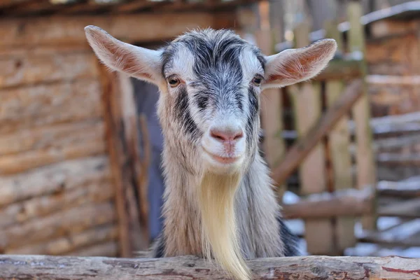 Head of goat, agriculture, animals, aries, barn, black, bright, clear, curiosity, cute, expression, farms, farmyard, field, food, fur, goat, gruff, hair, head, horned, humor, looking, mammal, mead, meadow, nature, one, pets, petting, ram, rural