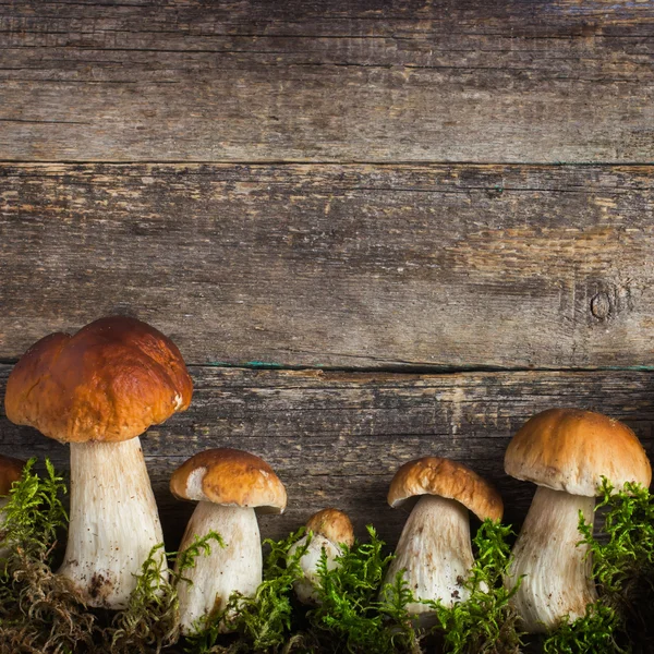 Food background with boletus mushrooms and moss
