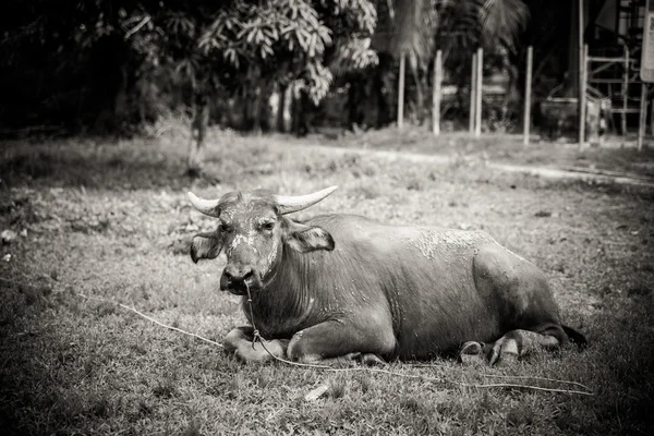 Artistic black and white image of a thailand buffalo