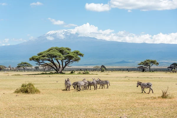 Grevy Zebra herd with Kilimanjaro moun in the background in Keny
