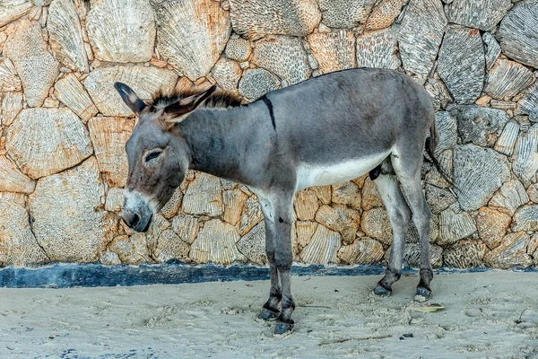 Donkeys being used for transportation of goods