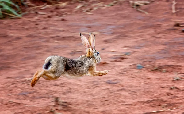 Alert scrub hare ( Lepus saxatilis) rabbit running scared in Tan