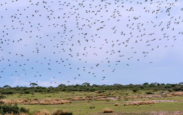 Flock of birds in Tanzania, Africa