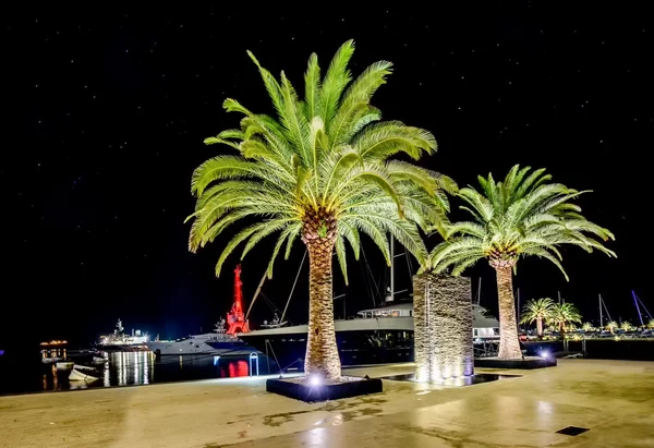 Palm trees in the night lights in Marina Porto Montenegro, Tivat