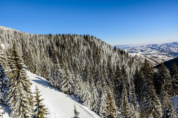 Pine trees covered with snow on Kopaonik mountain in Serbia