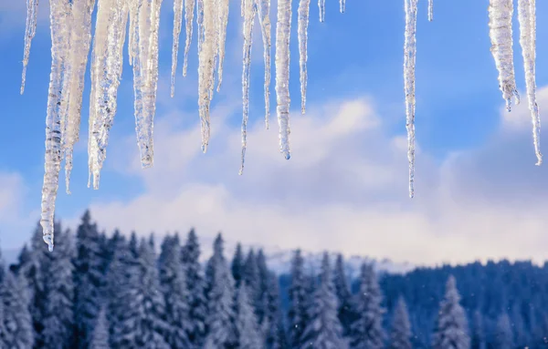 Icicles  and pine trees on the mountain Kopaonik in Serbia